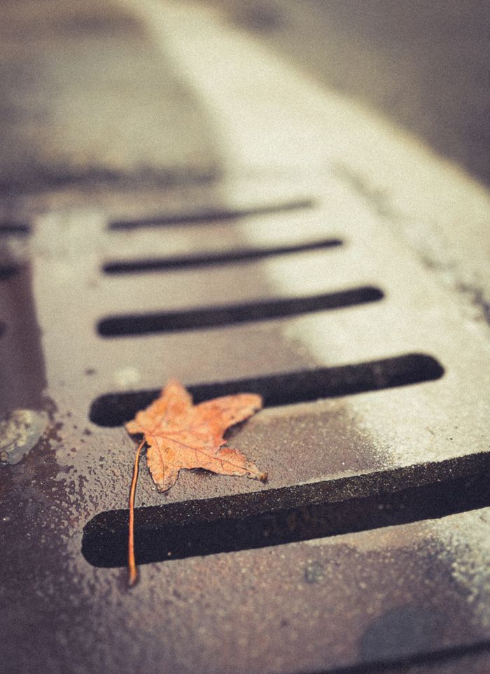 A solitary maple leaf lies on a wet street grate, signaling the arrival of autumn.